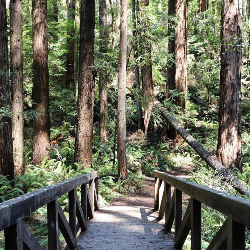 Russian Gulch Waterfall Loop Trail-Mendocino, CA