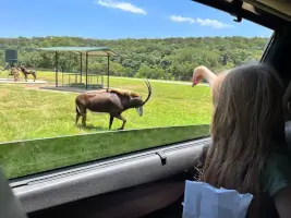 safari in your car