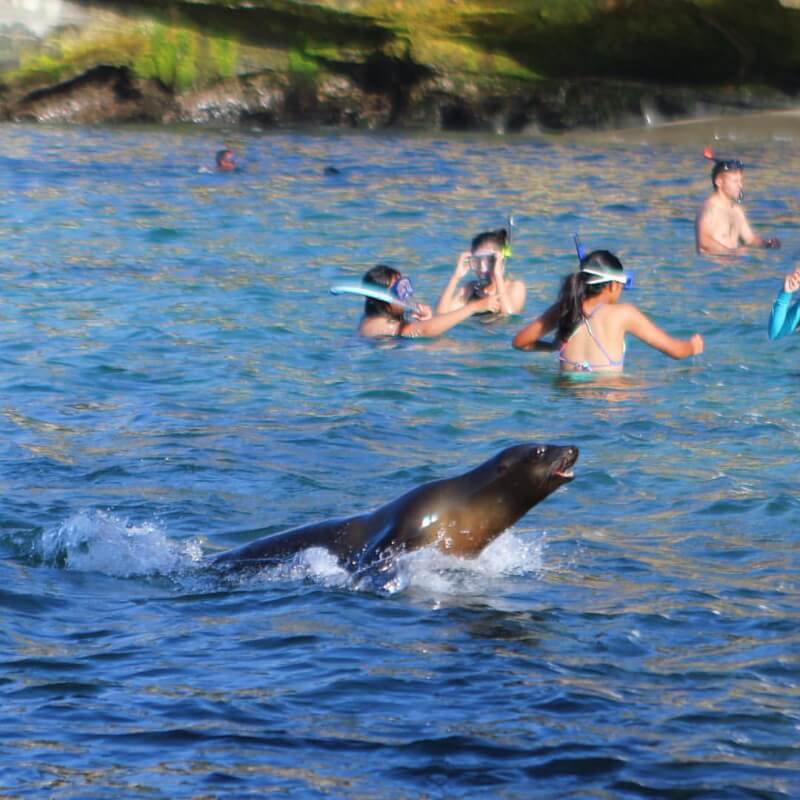 SnorkelingLa Jolla, CA